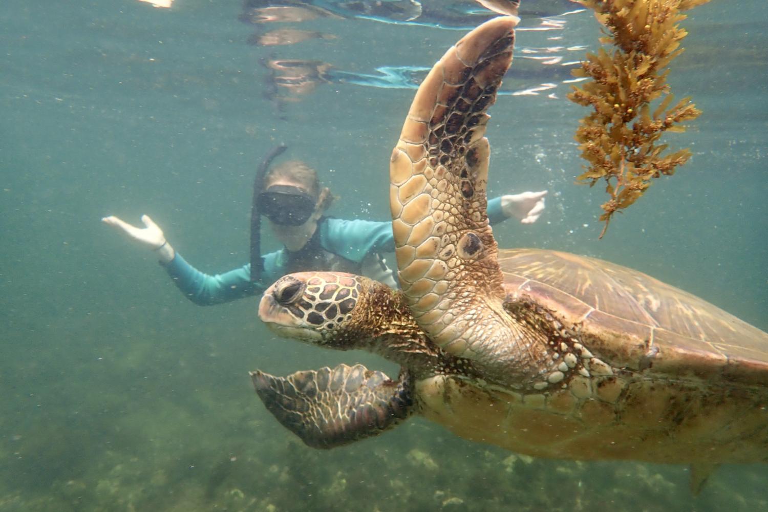 一名<a href='http://uzqg.ngskmc-eis.net'>博彩网址大全</a>学生在Galápagos群岛游学途中与一只巨龟游泳.